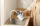 Tējkannas Xiaomi Electric Kettle 2 Lite (BHR9036EU)